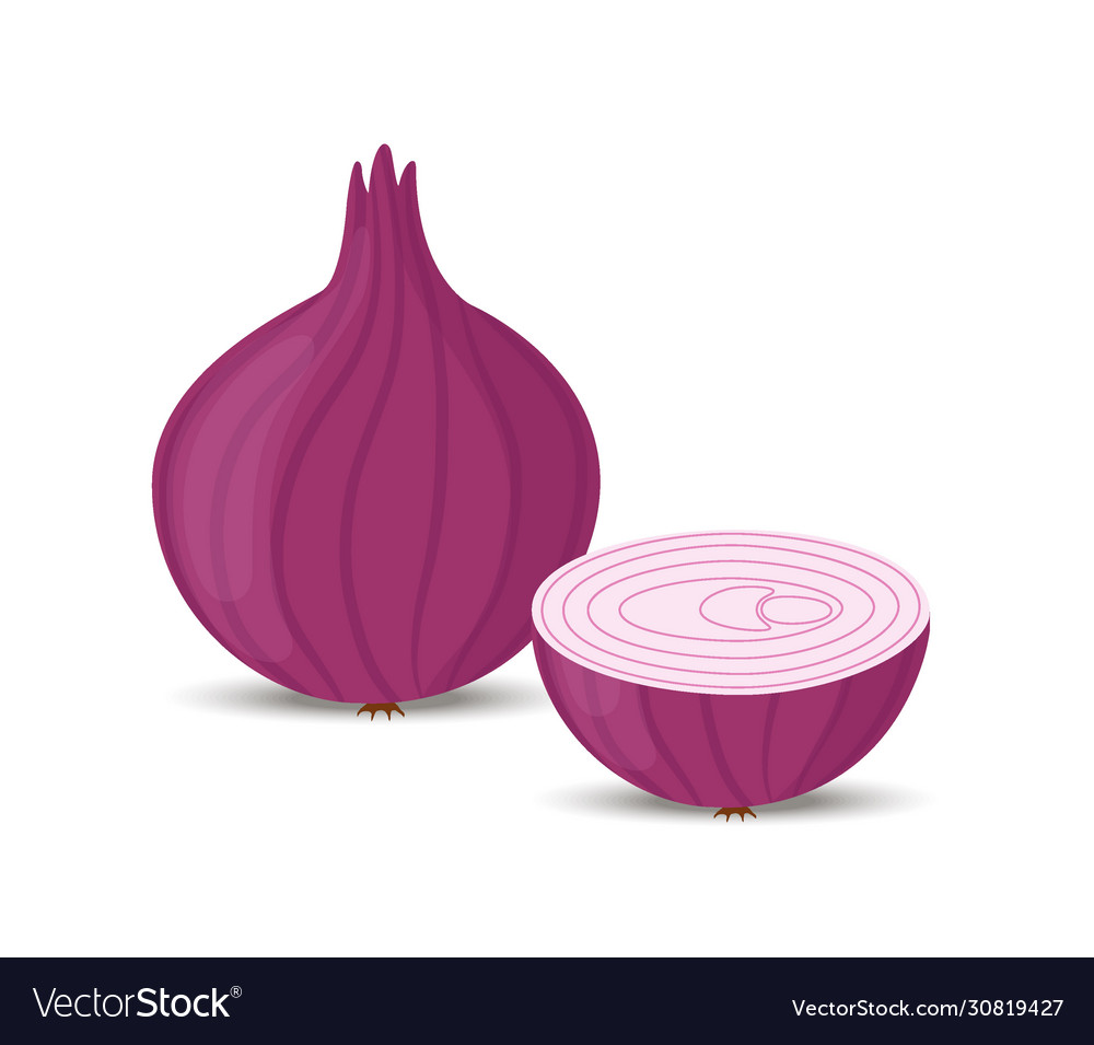 Purple shallots onion 6476681 Vector Art at Vecteezy