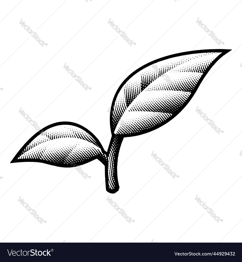 Scratchboard engraved leaf branch with bold Vector Image