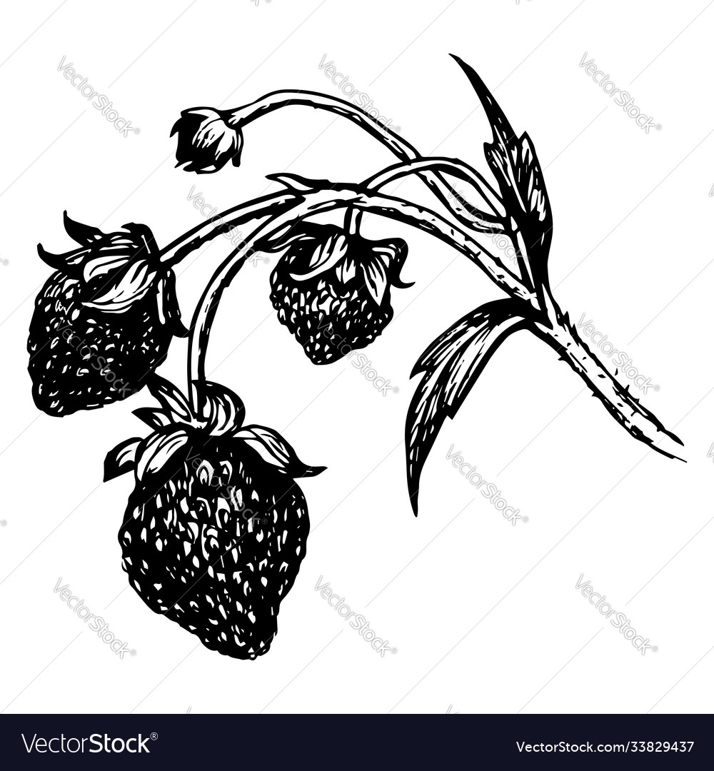Isolated element branch strawberry vector image Isolated element branch strawberry