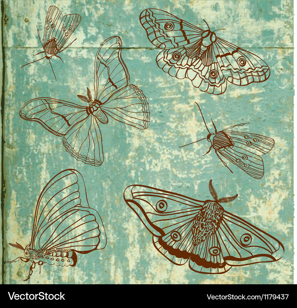 Moth Guide Vector Moth Royalty Free Vector Image - VectorStock