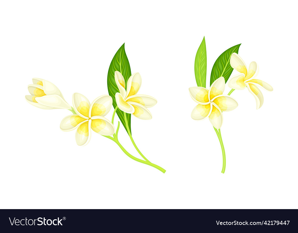 Frangipani Blumen mit Blättern blühen