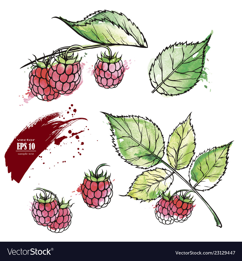 Hand drawn raspberry colored sketch