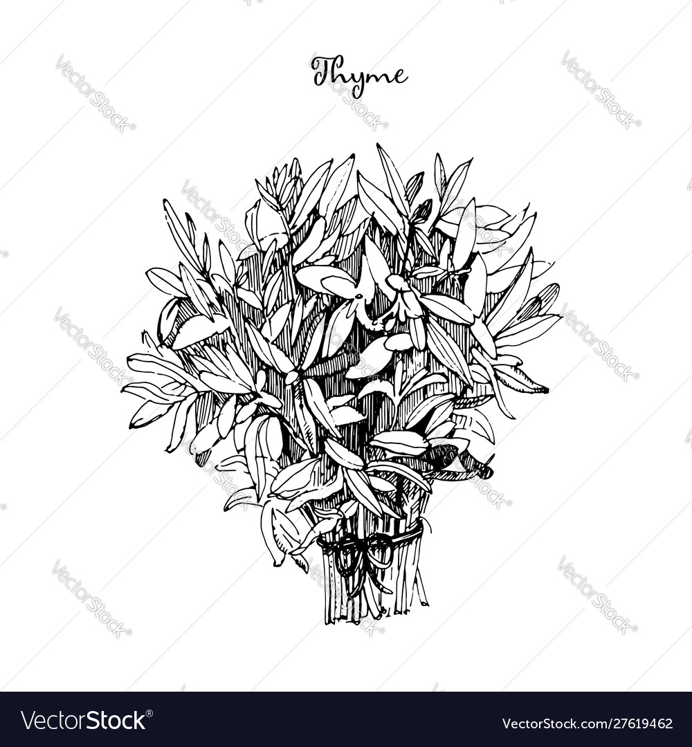 Bouquet Thymian Hand gezogen aromatische