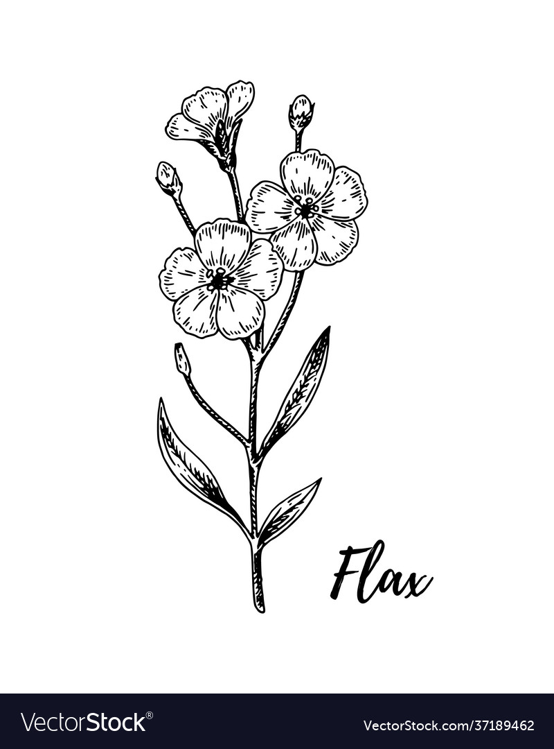 Hand drawn flax branch with flowers in sketch Vector Image