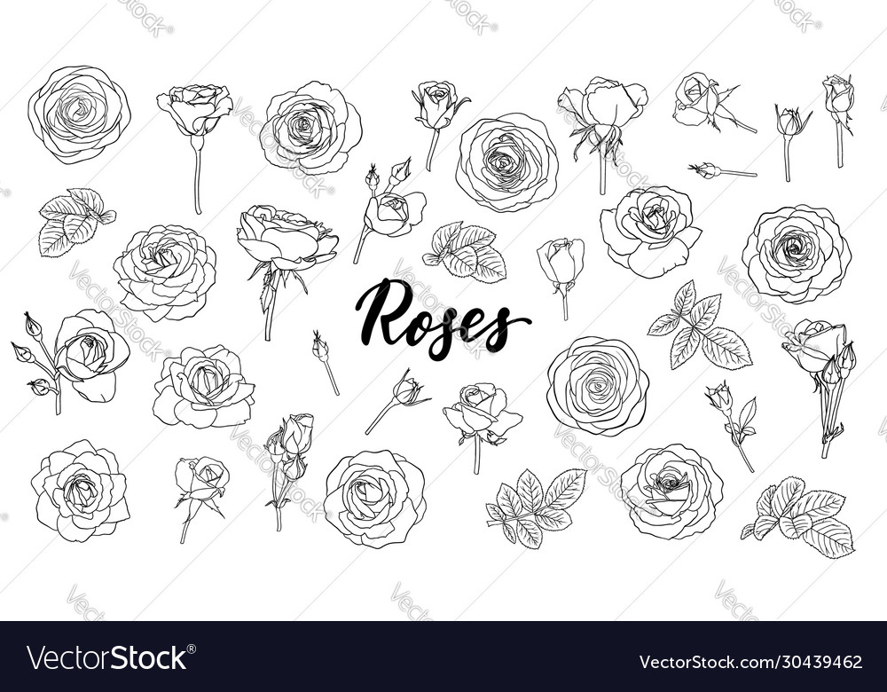 Set black and white outline roses buds and Vector Image