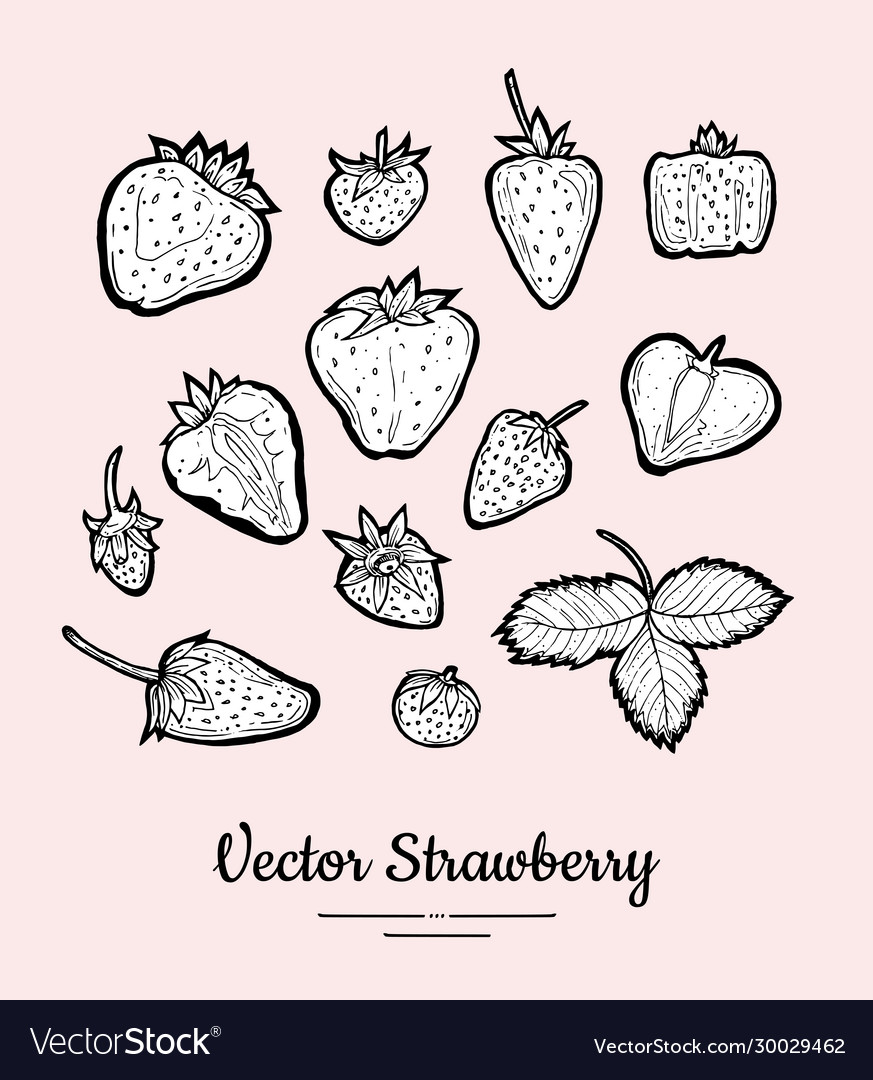 Strawberry isolated fruits collection hand Vector Image