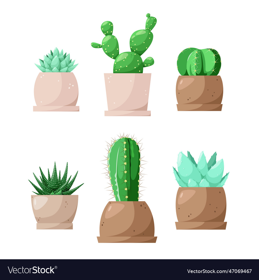 A set of cacti and succulents in pots