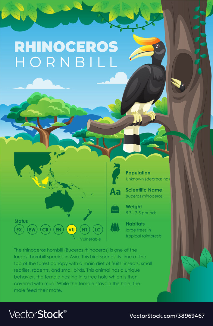 Animal infographic series - rhinoceros hornbill Vector Image