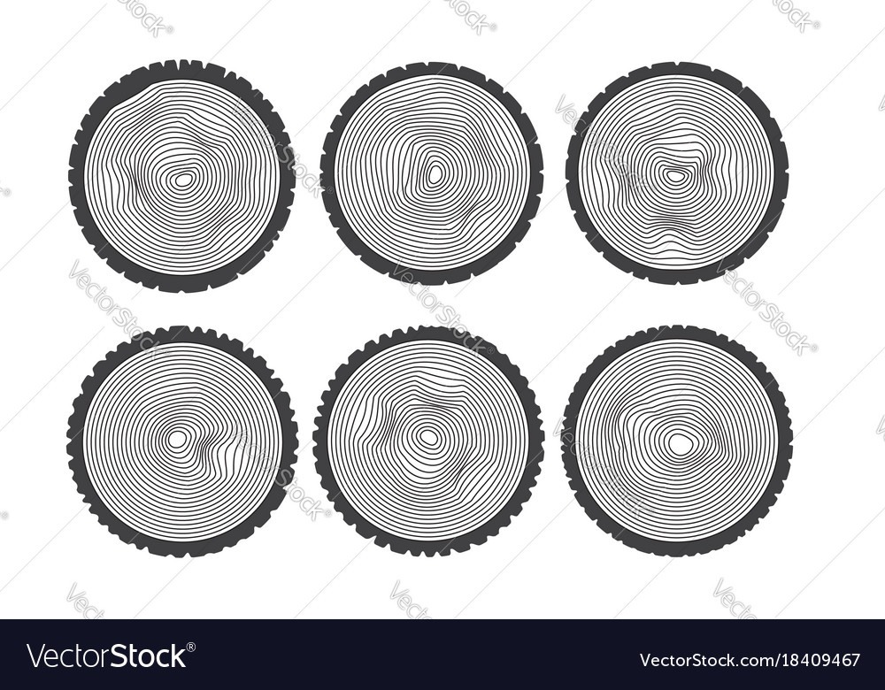Annual tree rings saw cut trunk
