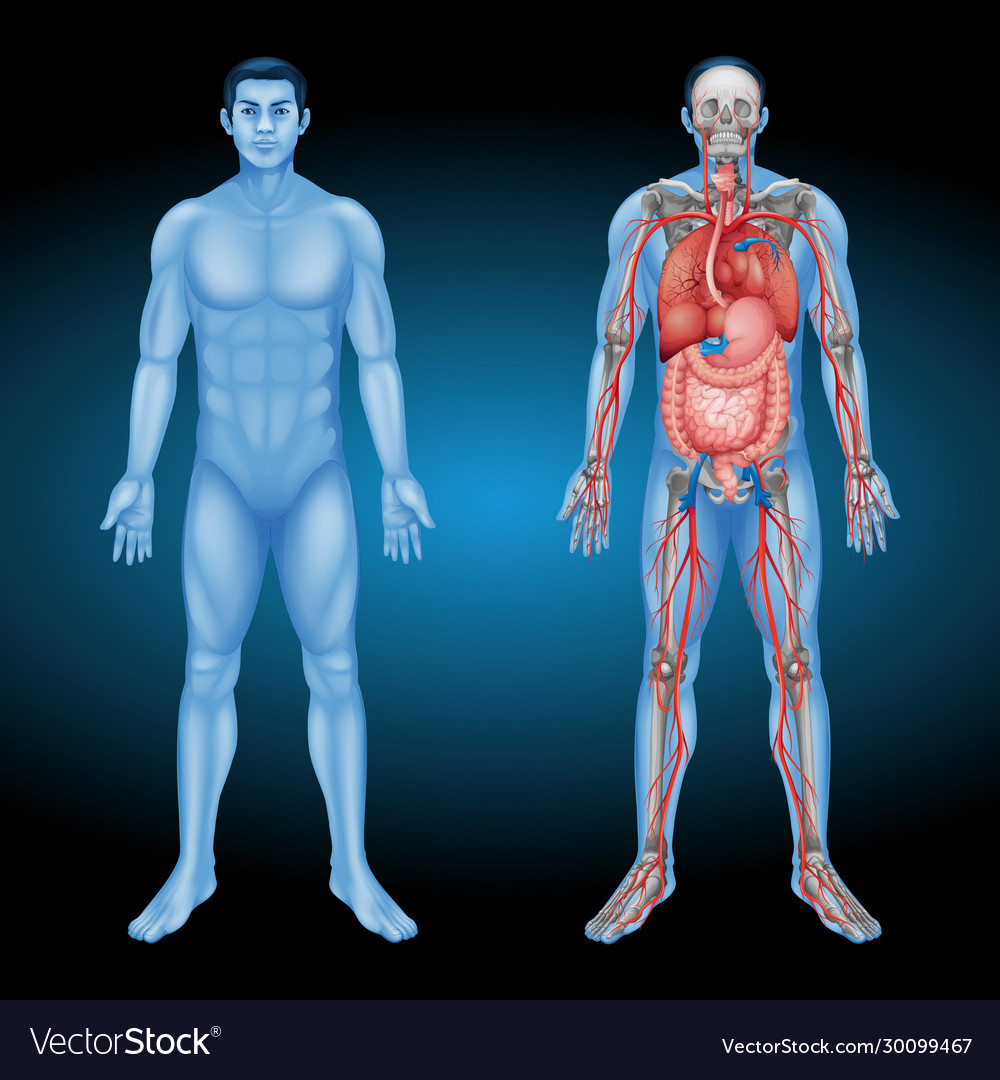 Human Anatomy – Internal Organs