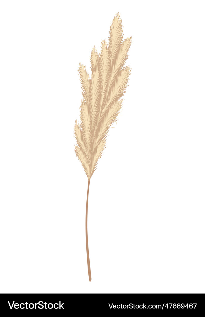 Pampas grass branches dry feathery head plumes Vector Image