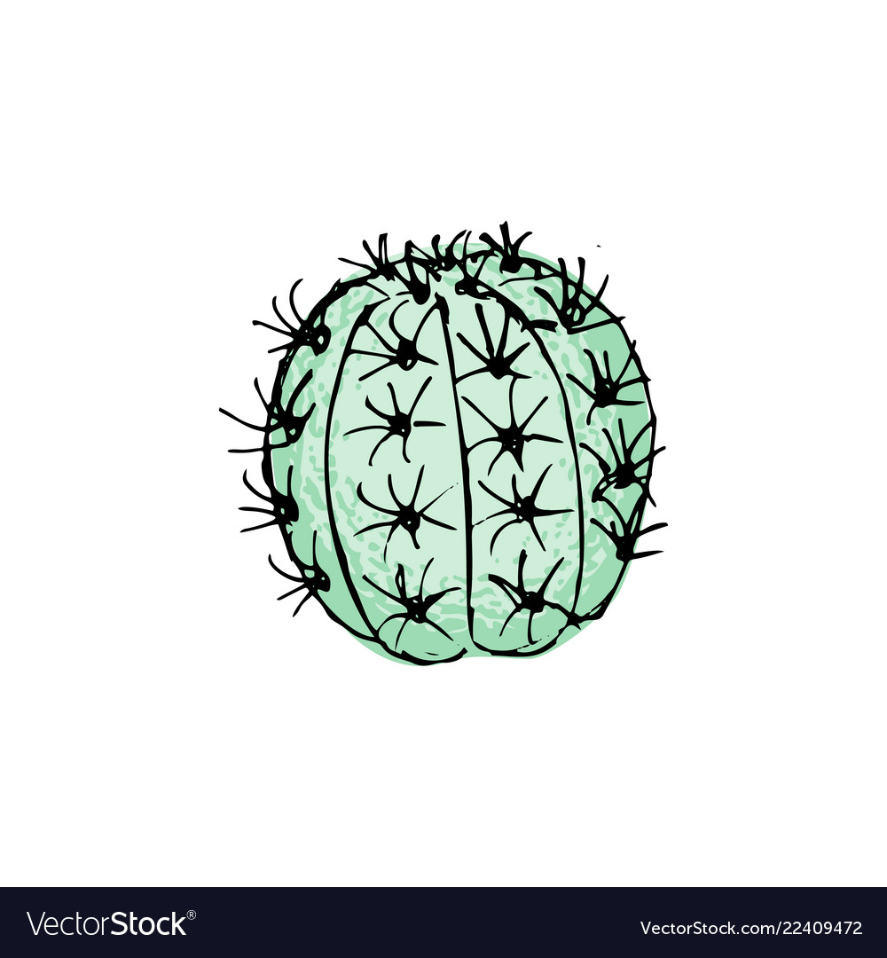 Colored cactus hand drawn