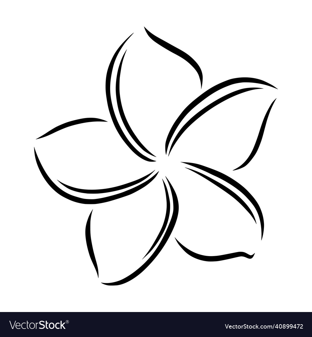 Frangipani or plumeria exotic summer flower vector image Frangipani or plumeria exotic summer flower
