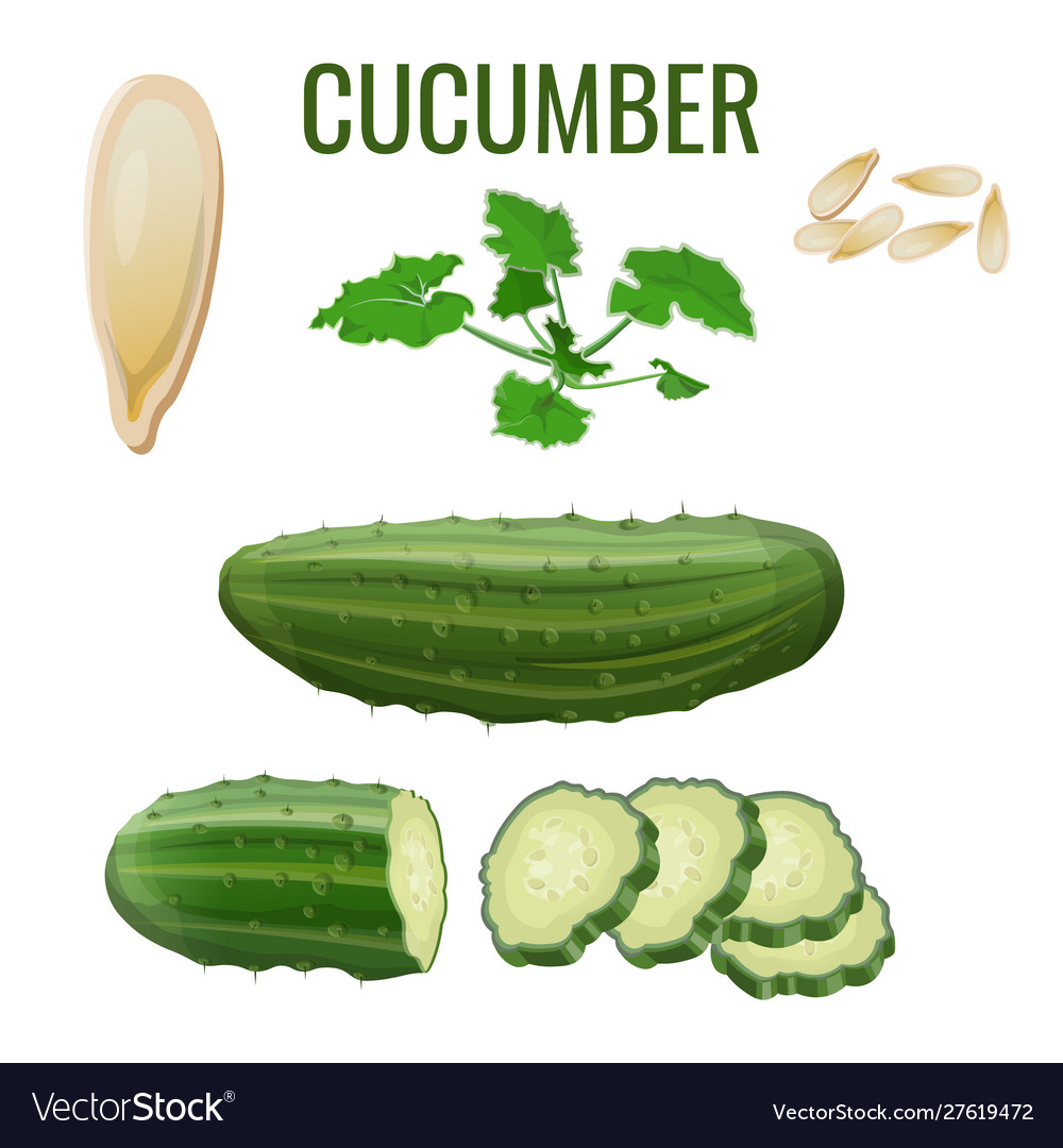 Fresh cucumber set in realistic style vector image Fresh cucumber set in realistic style