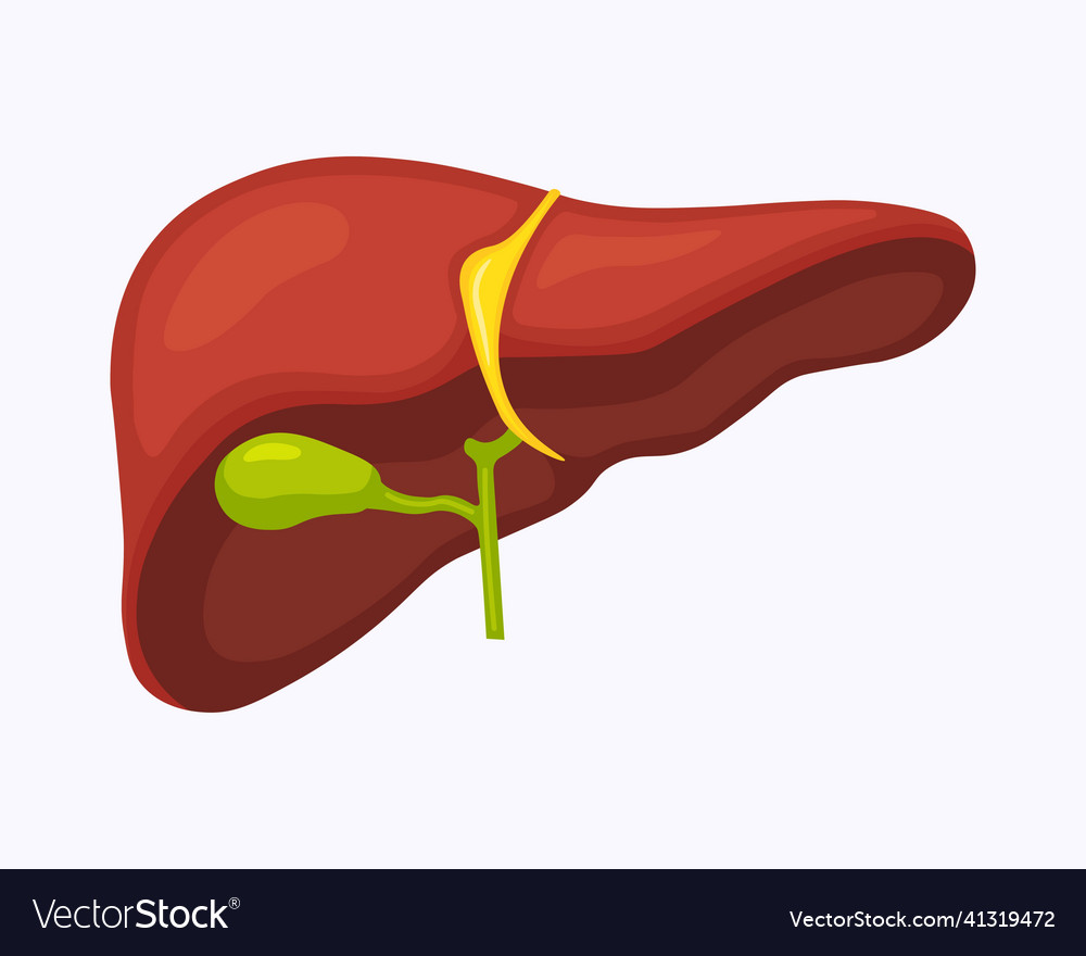 Human liver anatomy structure hepatic organ Vector Image