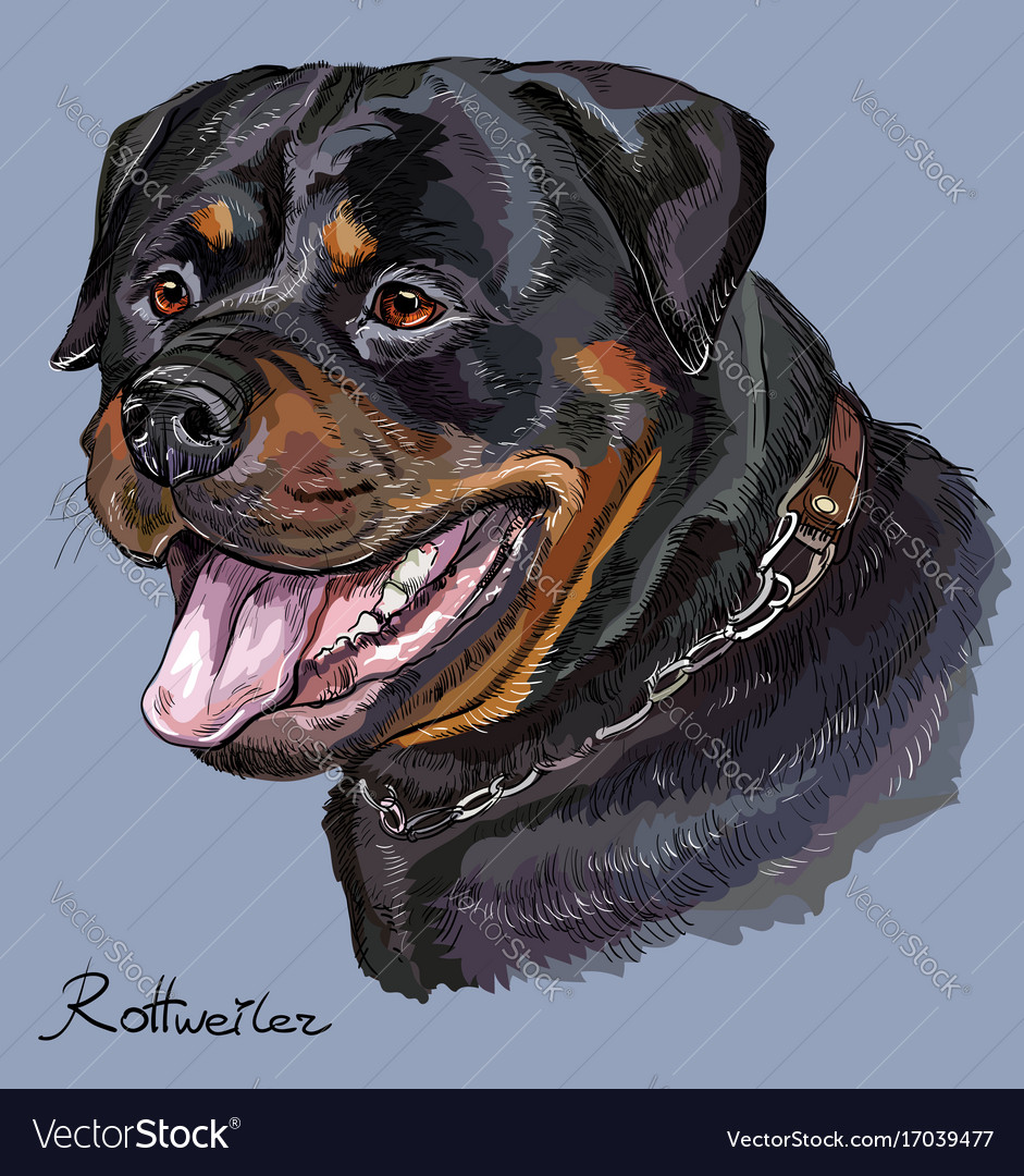 How To Draw A Rottweiler Step By Step