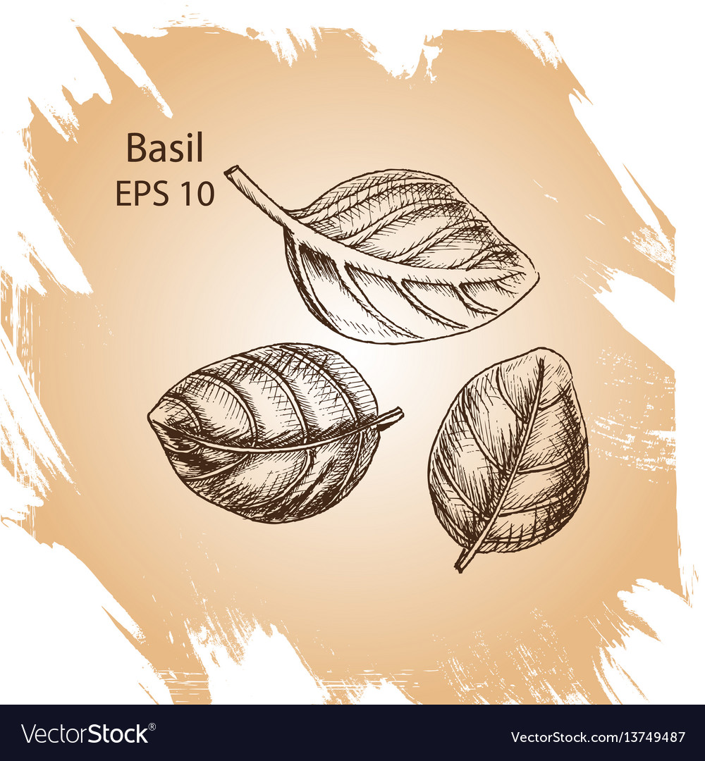 Background sketch basil