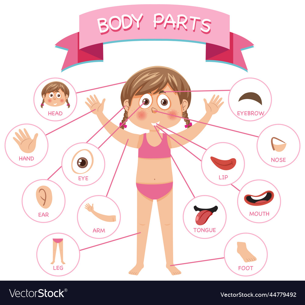 Body parts with vocabulary Royalty Free Vector Image