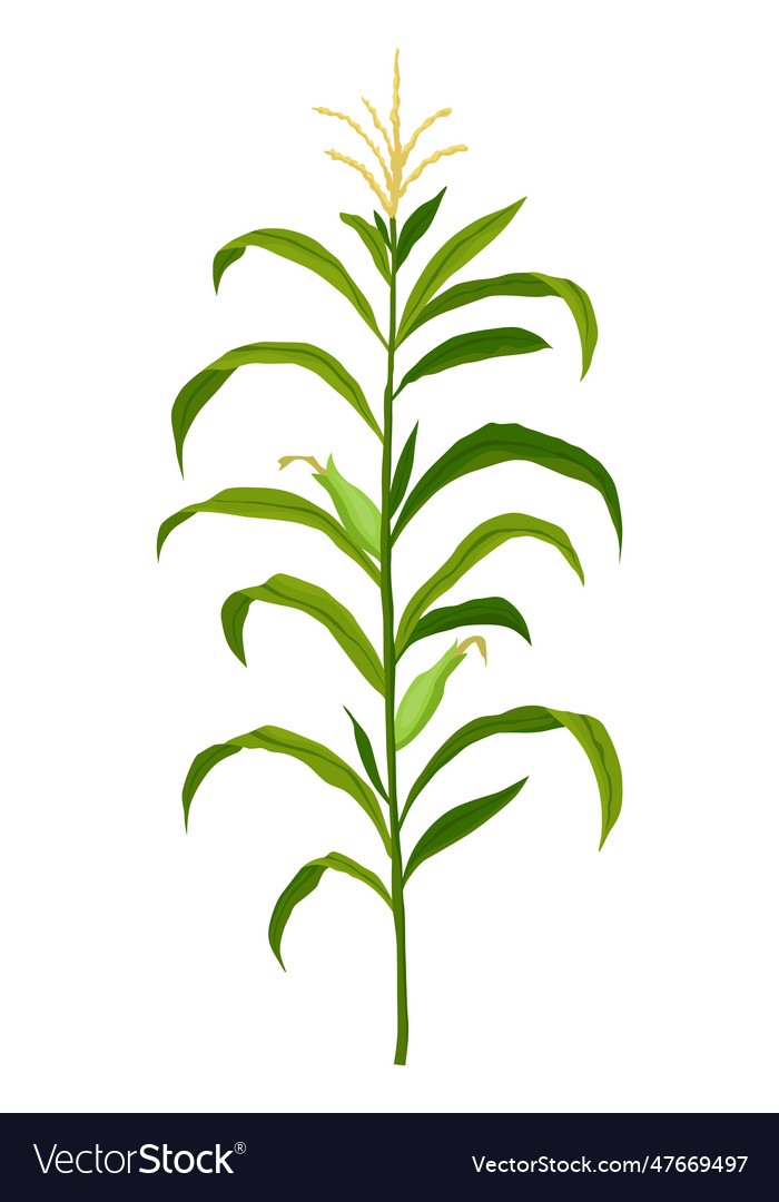 Corn growing stage maize growth plant isolated Vector Image