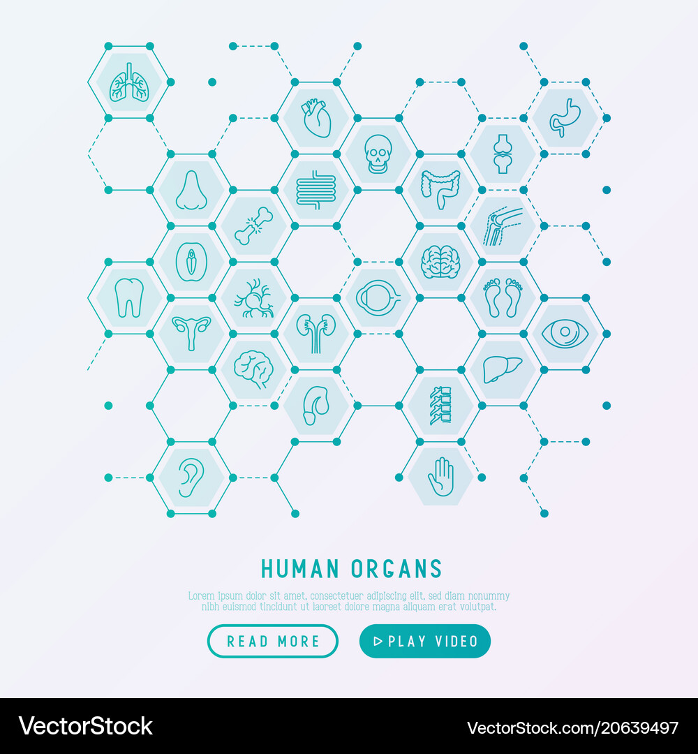 Human internal organs concept Royalty Free Vector Image