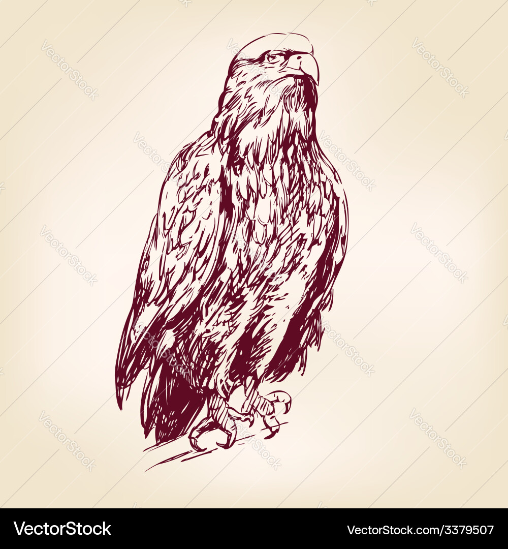 Eagle Royalty Free Vector Image - VectorStock
