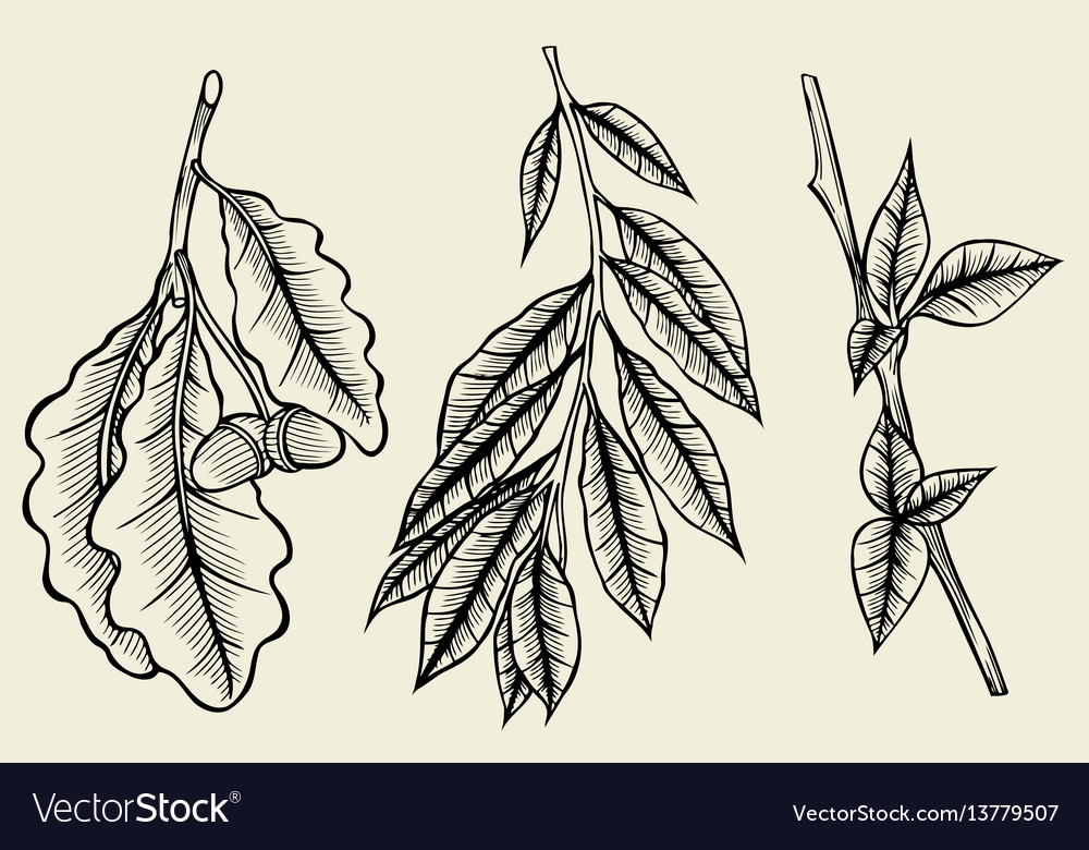 Spring Branch Sketch