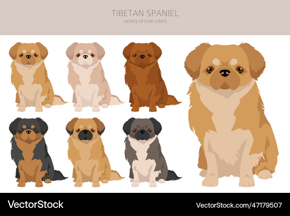 Tibetan spaniel clipart different poses coat Vector Image