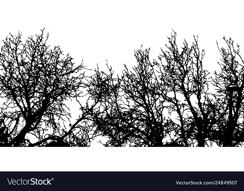 Trees background Royalty Free Vector Image VectorStock
