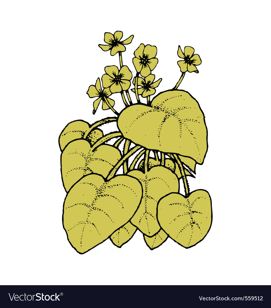 African violet Royalty Free Vector Image - VectorStock
