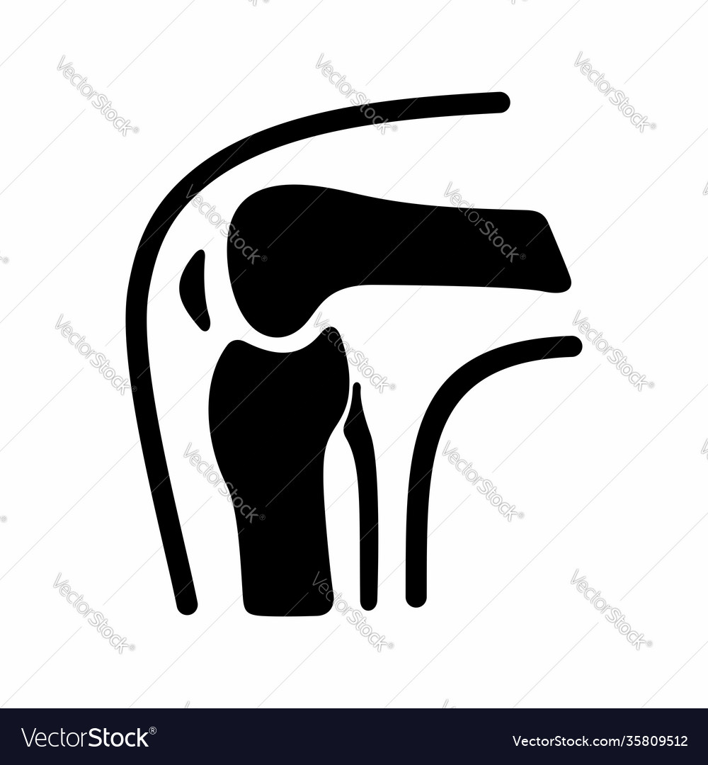 Knee joint anatomy human leg