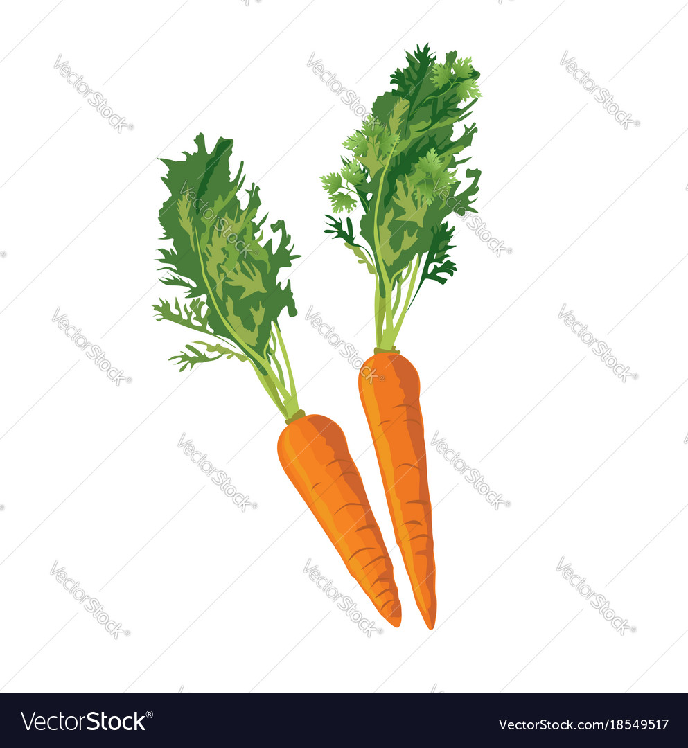 Carrot ripe vegetable