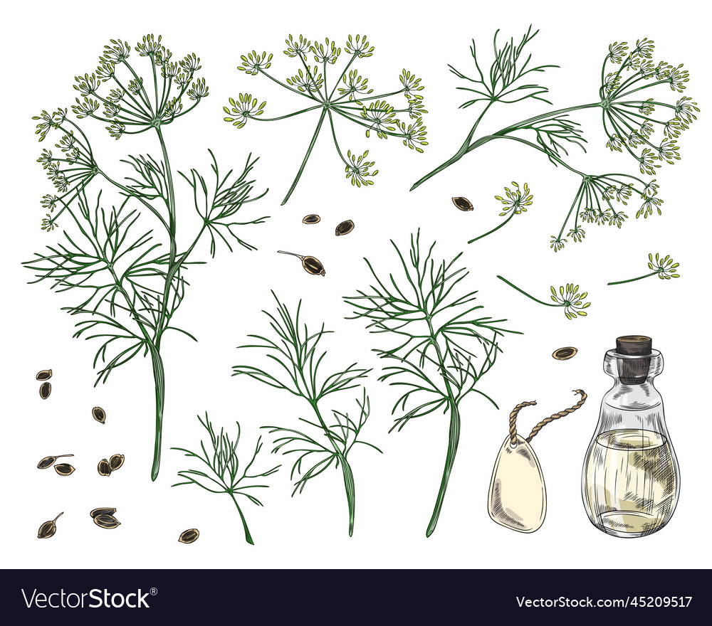 Dill plant different parts and oil sketch Vector Image