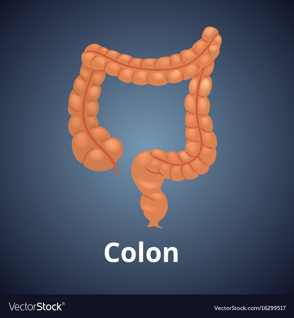 Realistic human colon isolated on dark gray Vector Image