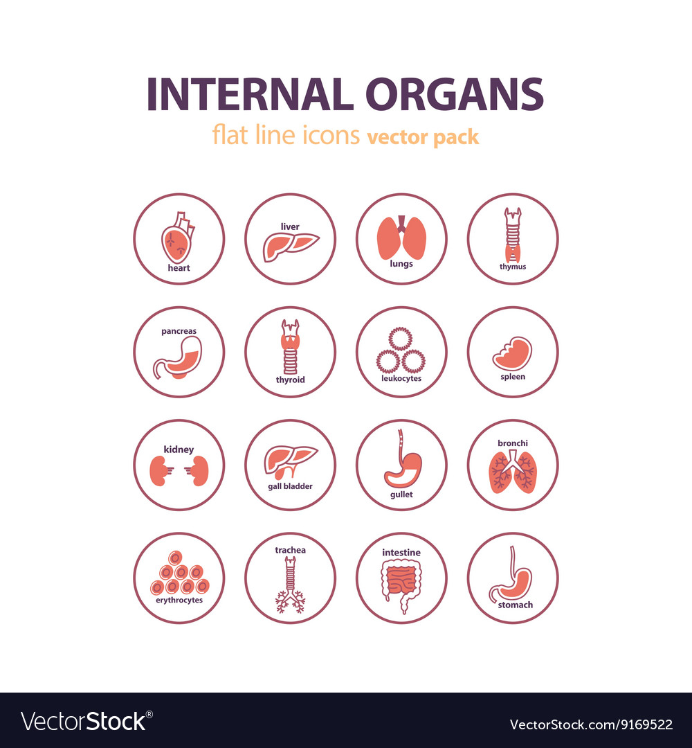 Human anatomy icons internal organs