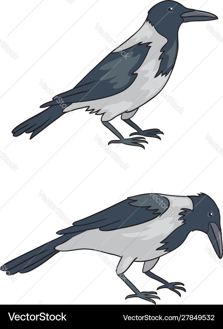 Two grey crows Royalty Free Vector Image - VectorStock