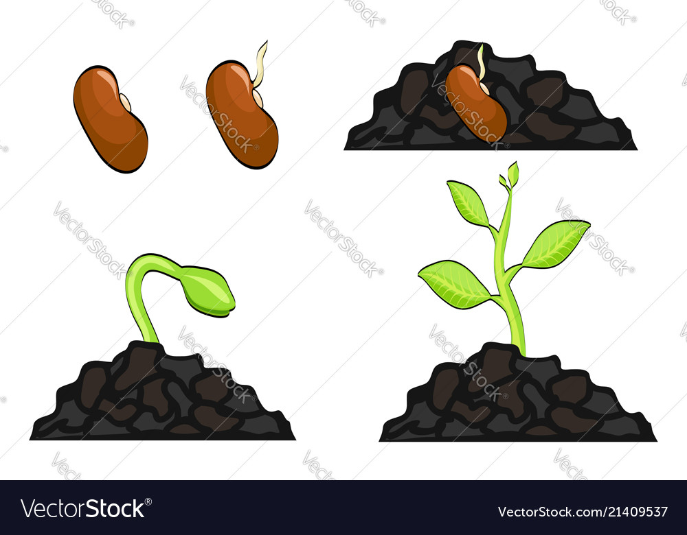 Plant growth stages from seed to sprout Royalty Free Vector