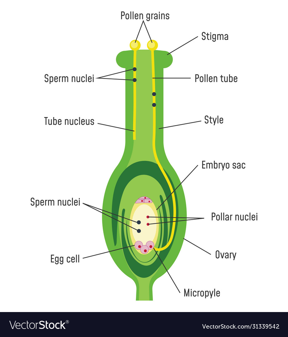 Pollen Germination On Stigma Biology Sexual Vector Image 0982