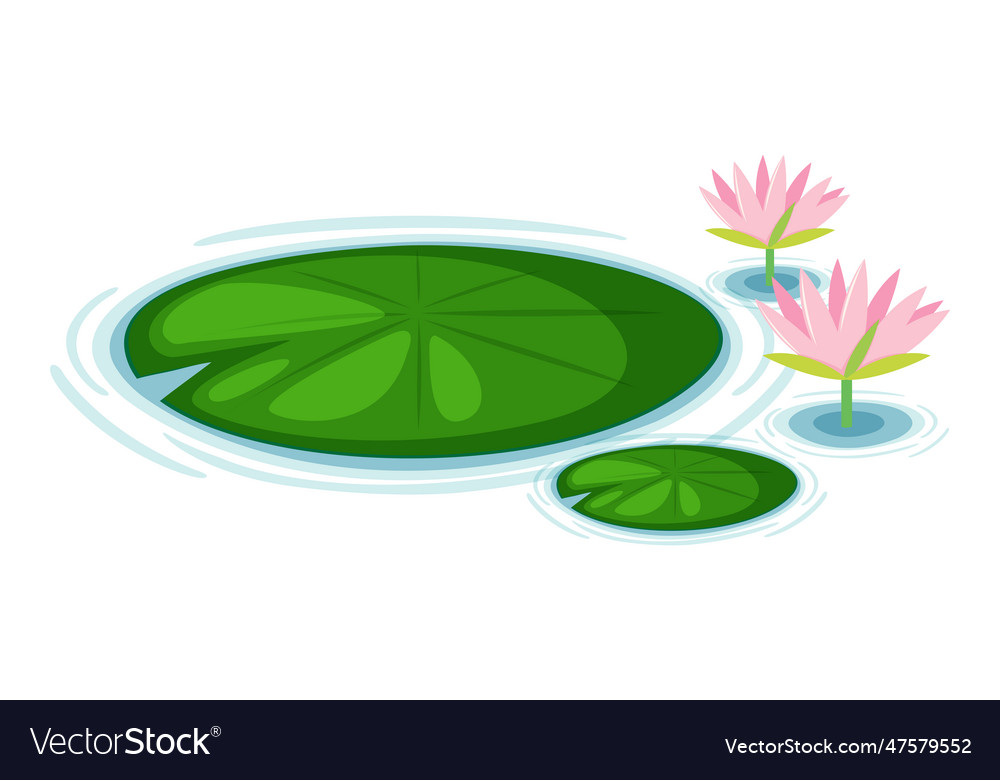 Water lily pads Royalty Free Vector Image - VectorStock