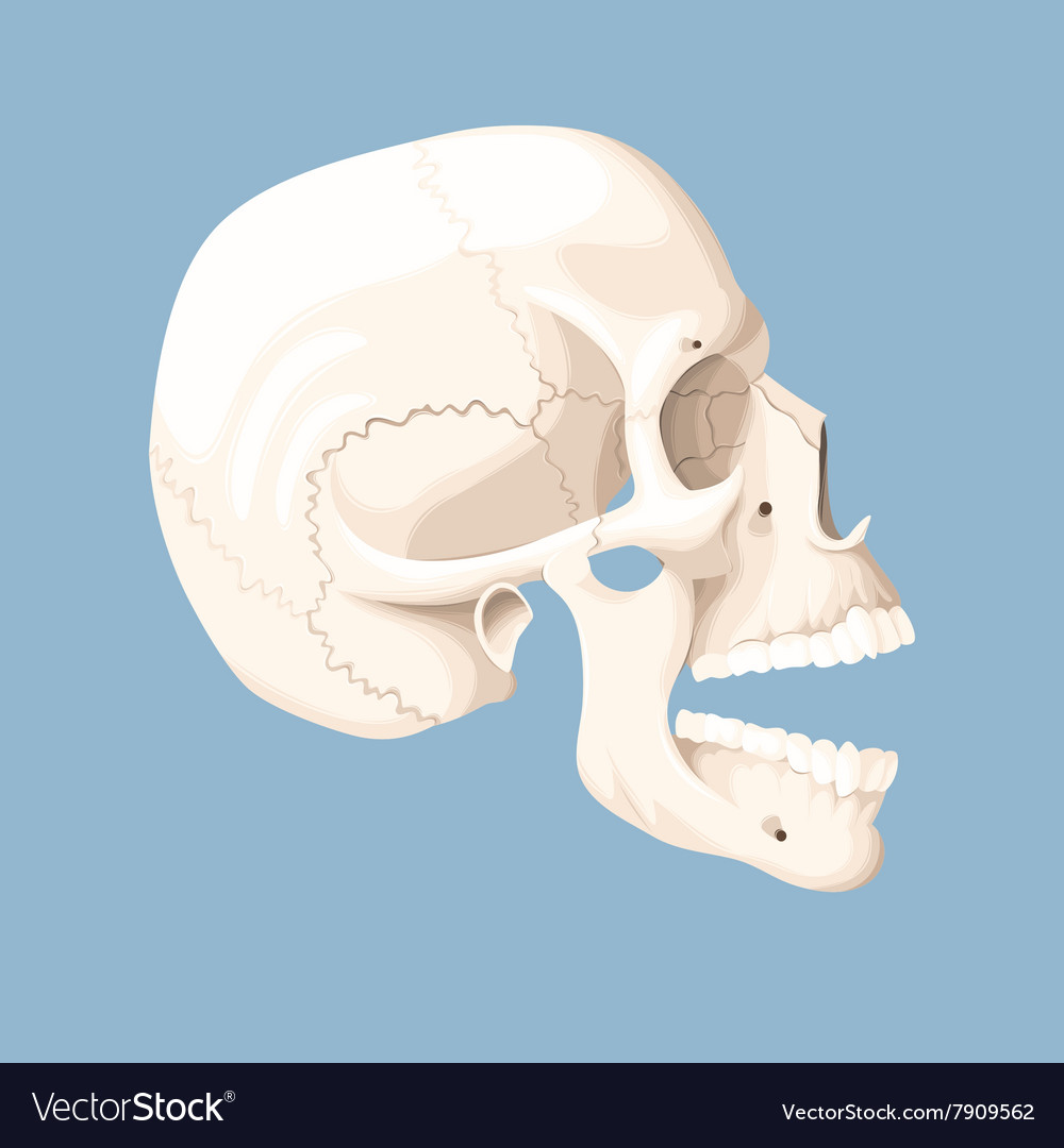 human skull open mouth