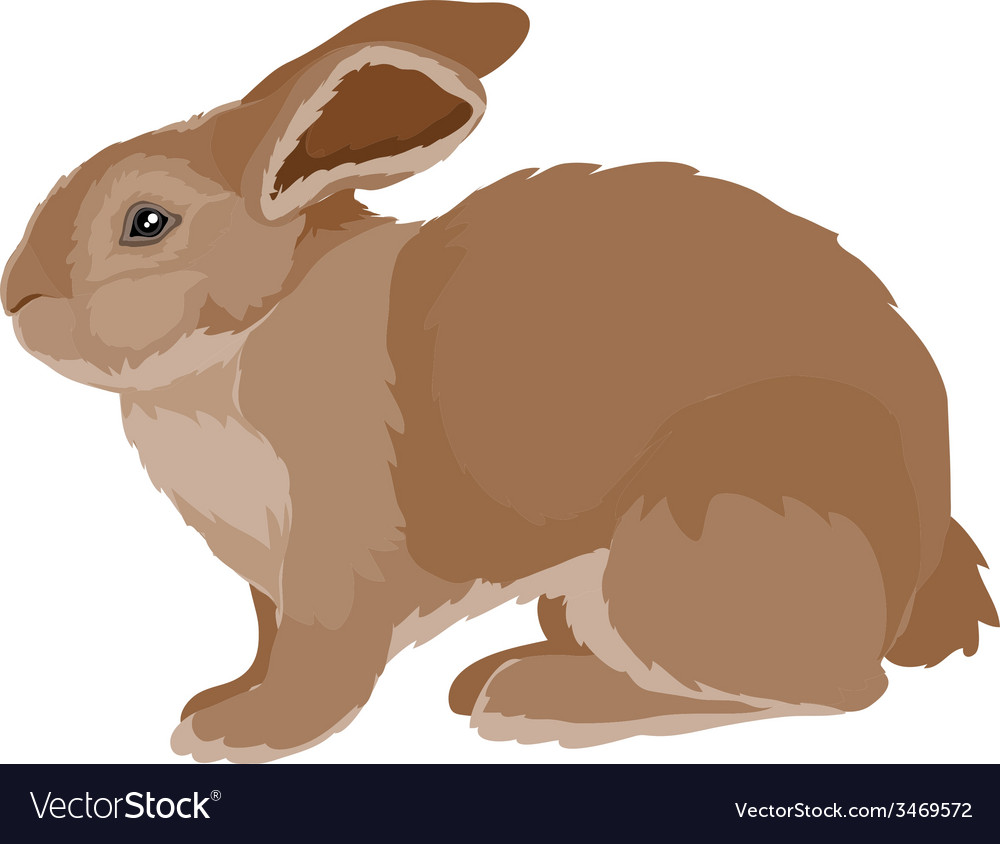 Hare