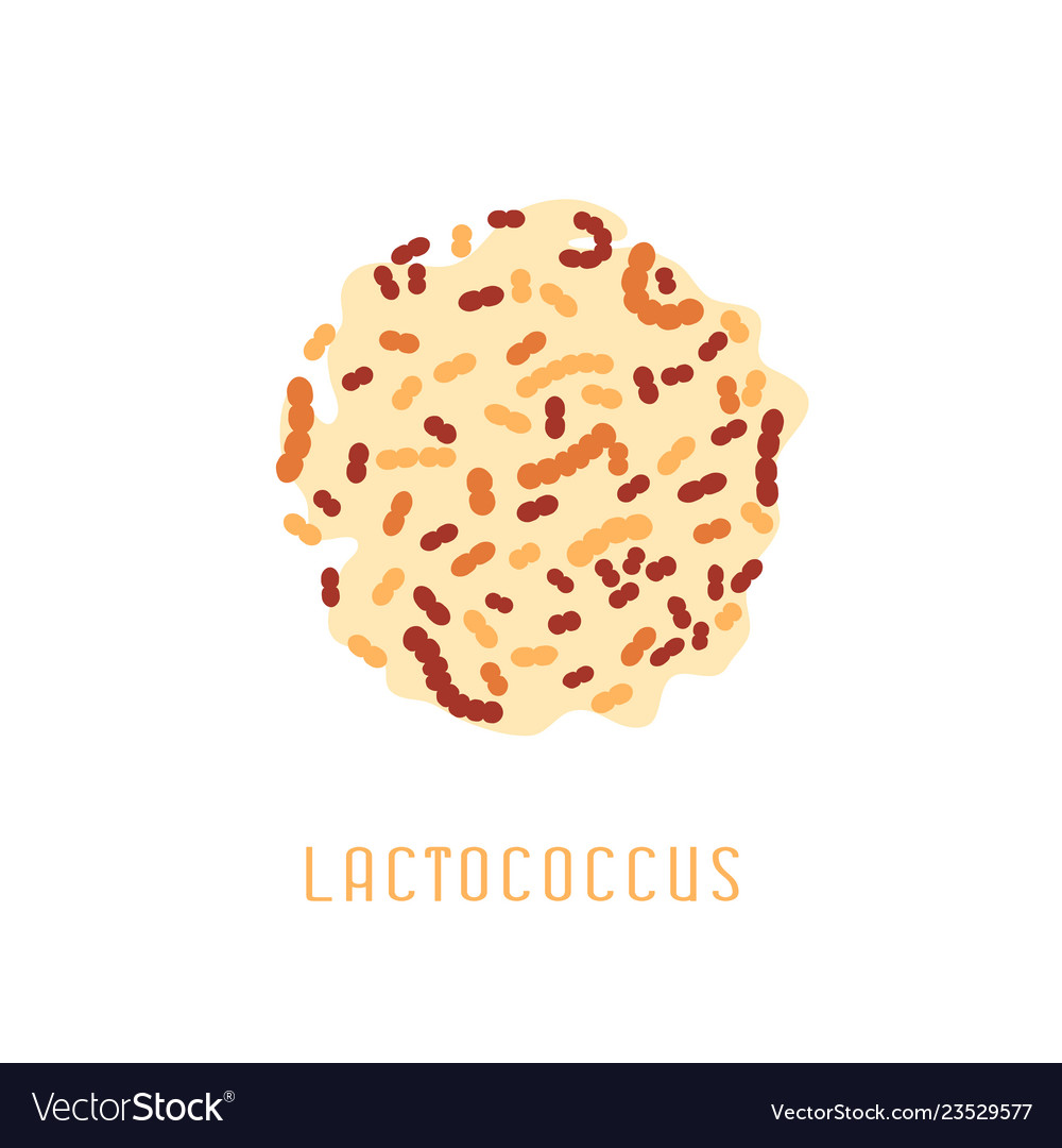 Lactobacillus acidophilus image