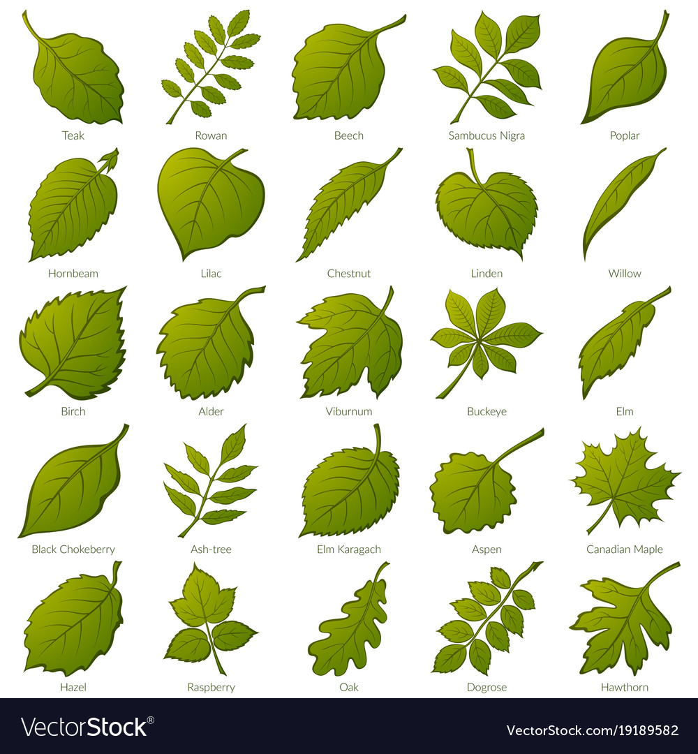 Leaves of plants set Royalty Free Vector Image