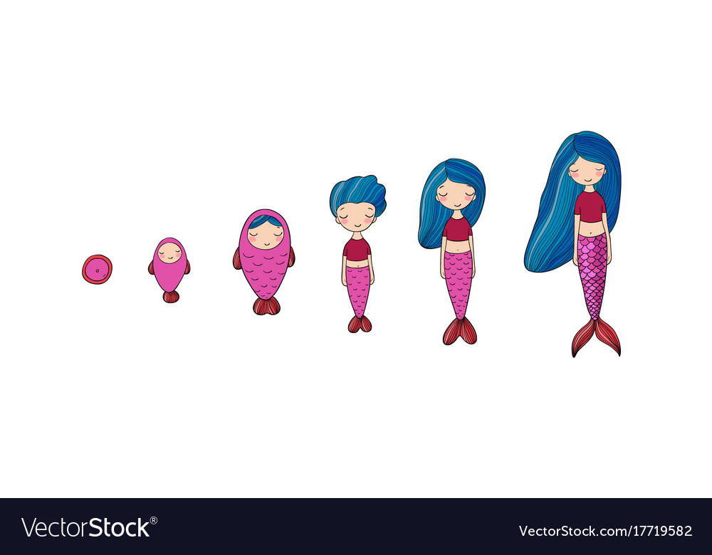 Stages of mermaid development beautiful siren