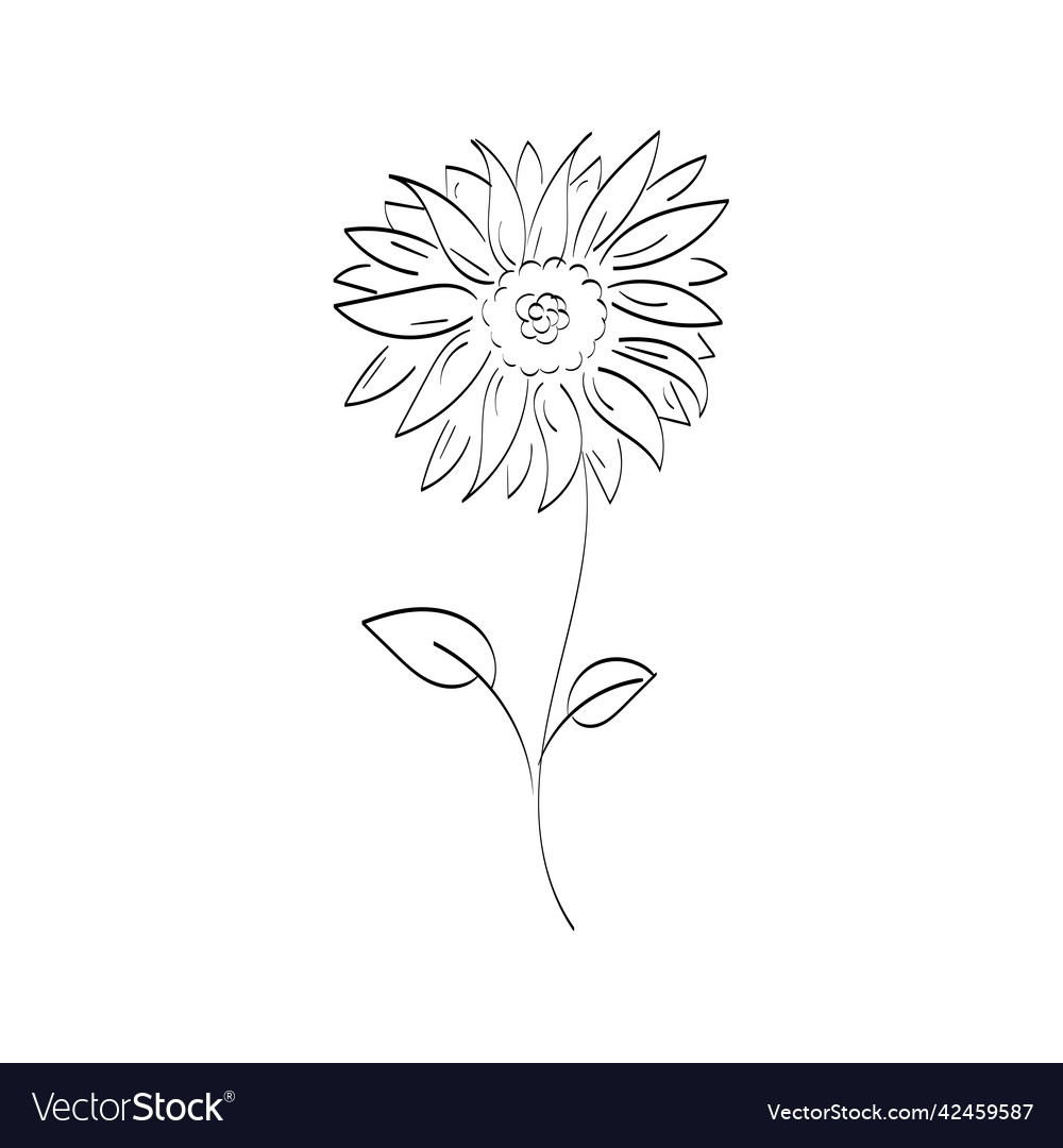 Flowers and herbs isolated on white background Vector Image