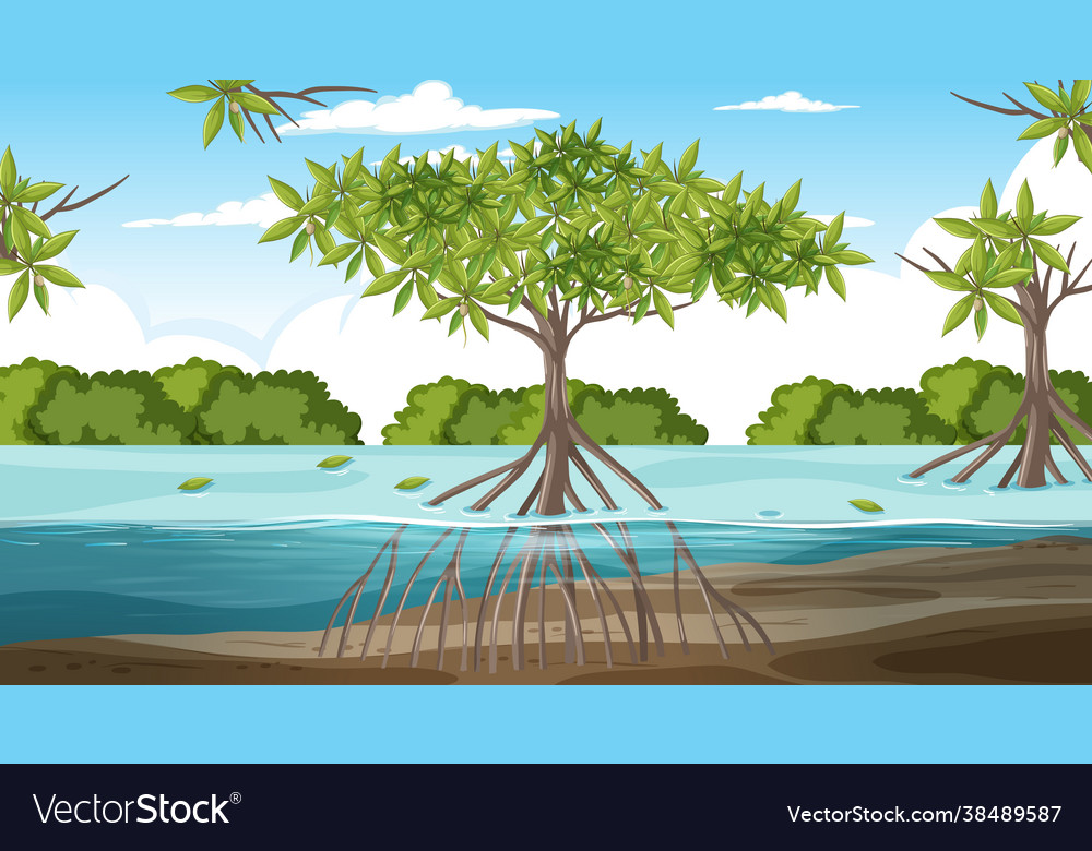 Mangrove forest landscape scene at daytime