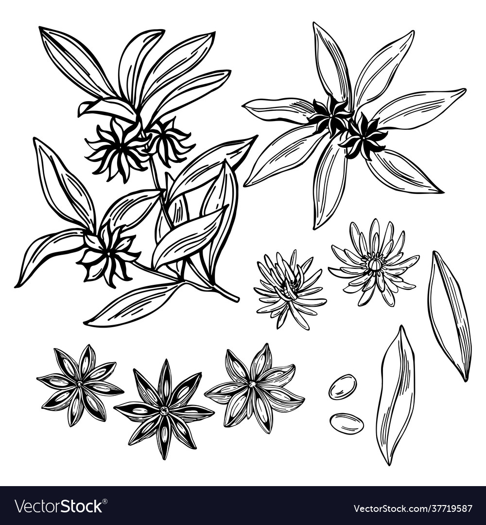 Star anise Royalty Free Vector Image - VectorStock