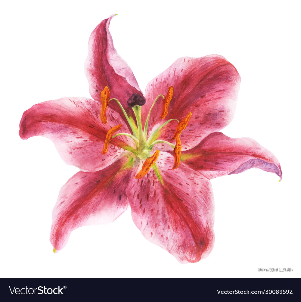 Flower asian lily stargazer traced watercolor
