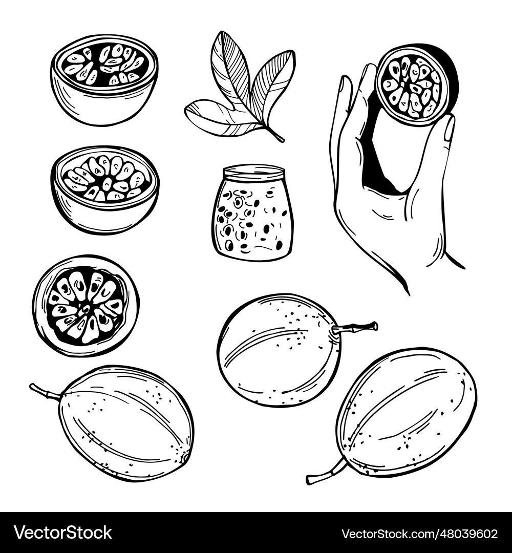 Passion fruit Royalty Free Vector Image - VectorStock