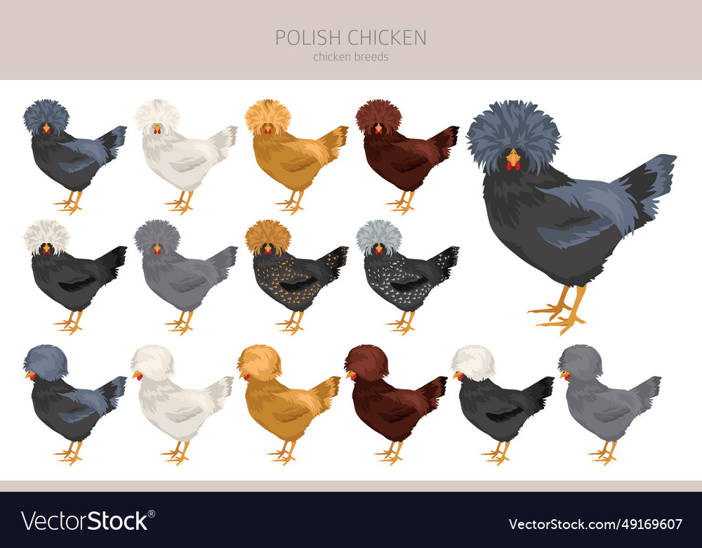 Polish chicken breeds clipart poultry and farm