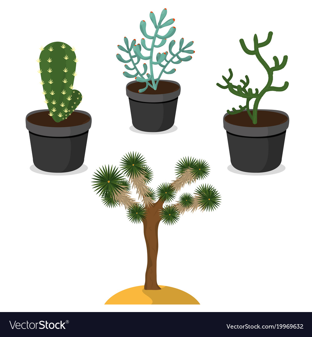 Desert plants isolated